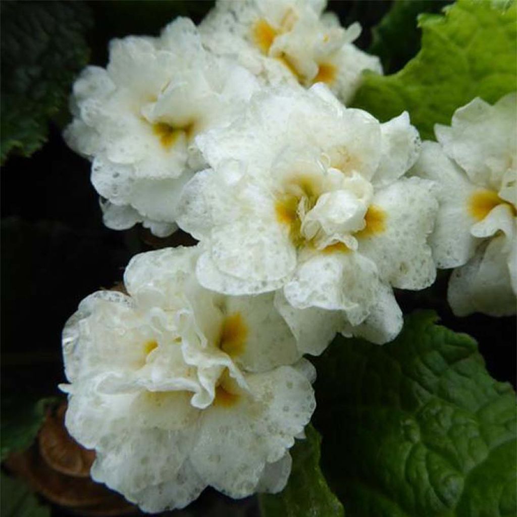 Primula Mr Brouart - Kissenprimel