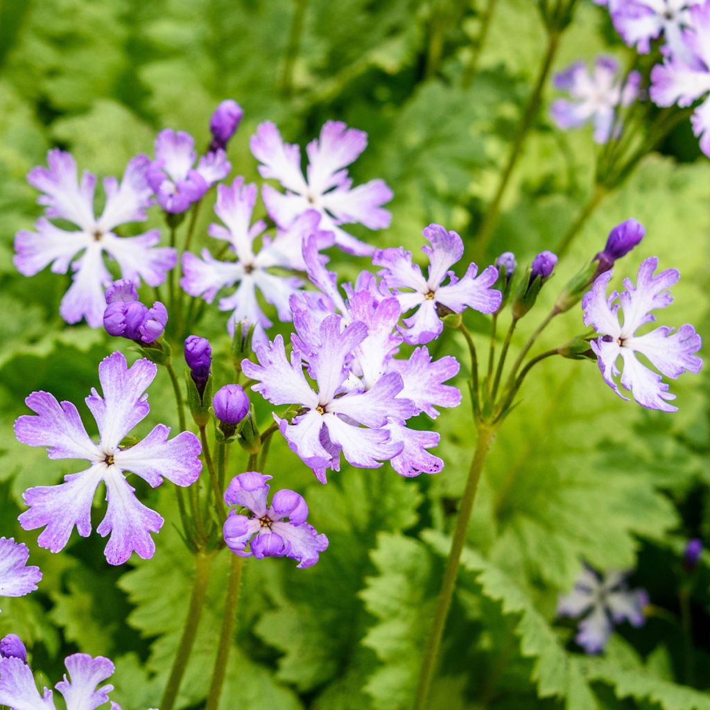 Primula sieboldii Dancing Ladies - Primel