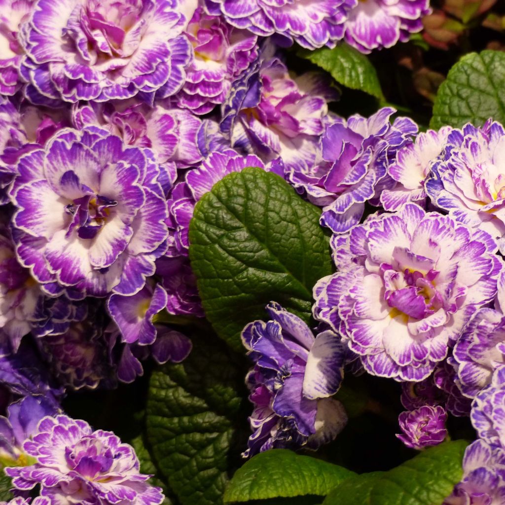 Primevère double Belarina Lively Lilac en Mini-mottes