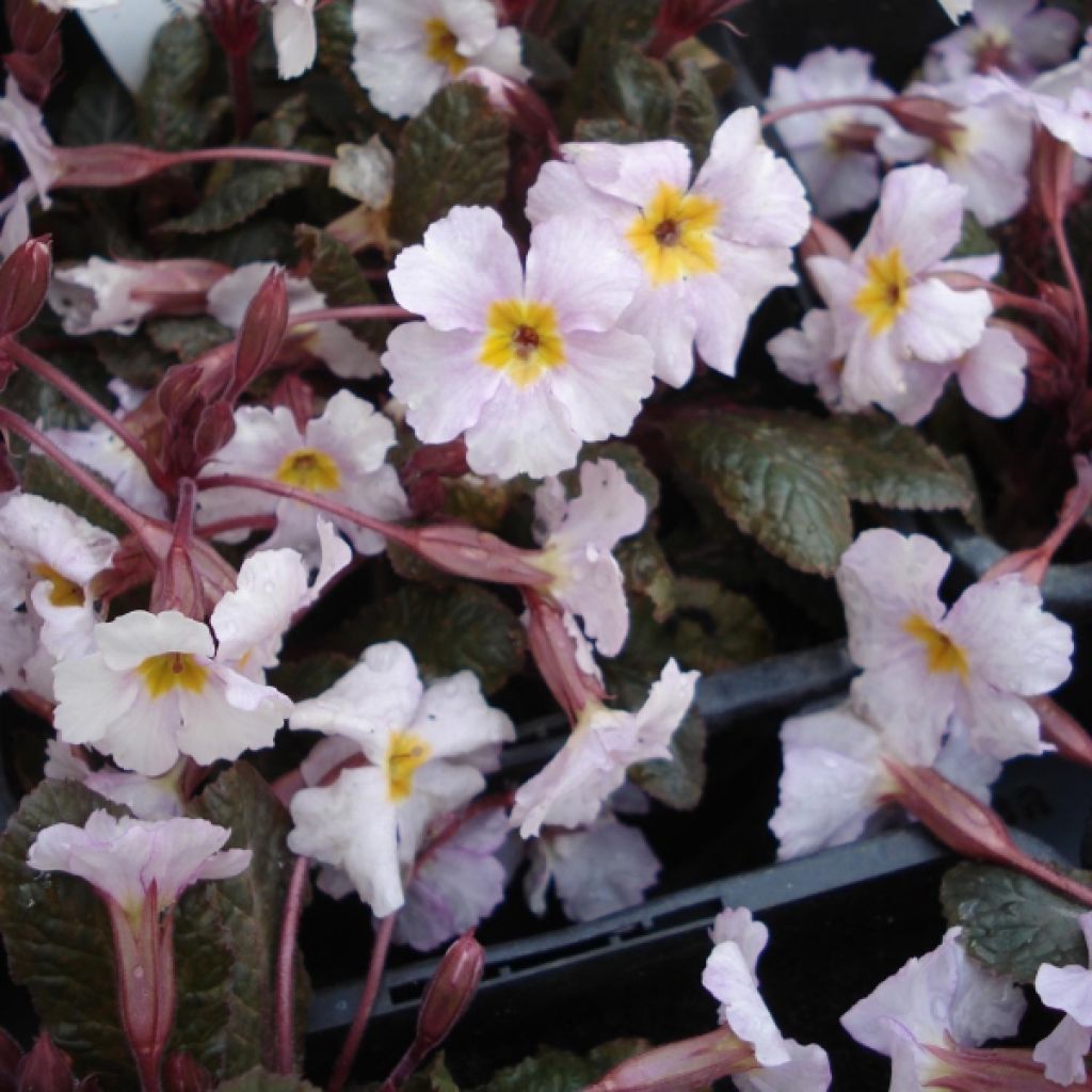Primula Guinevere - Kissenprimel