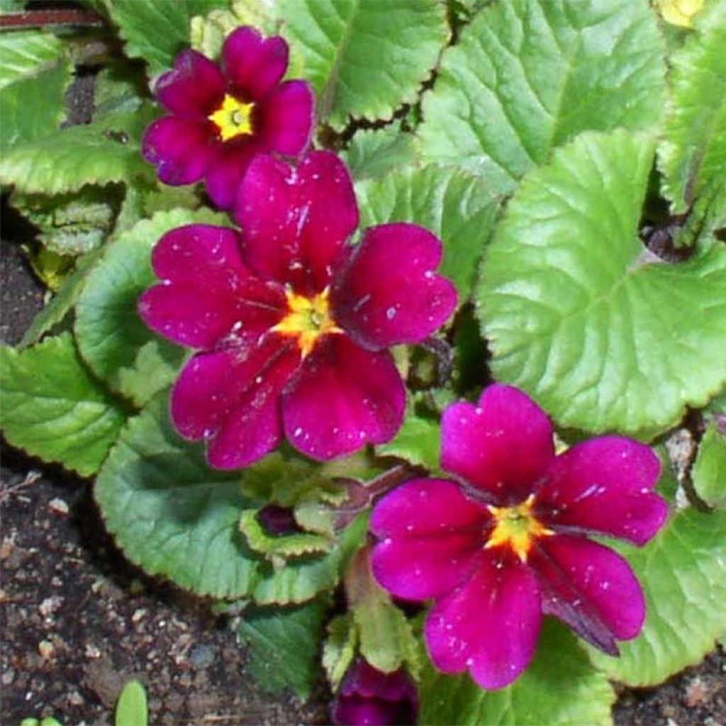Primula juliae Ideaal - Primel