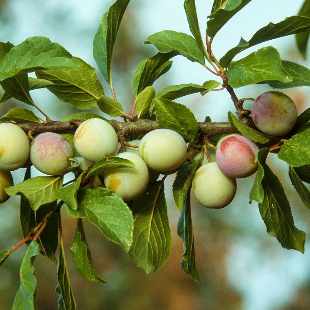Pflaume Oullins Reneklode - Prunus domestica