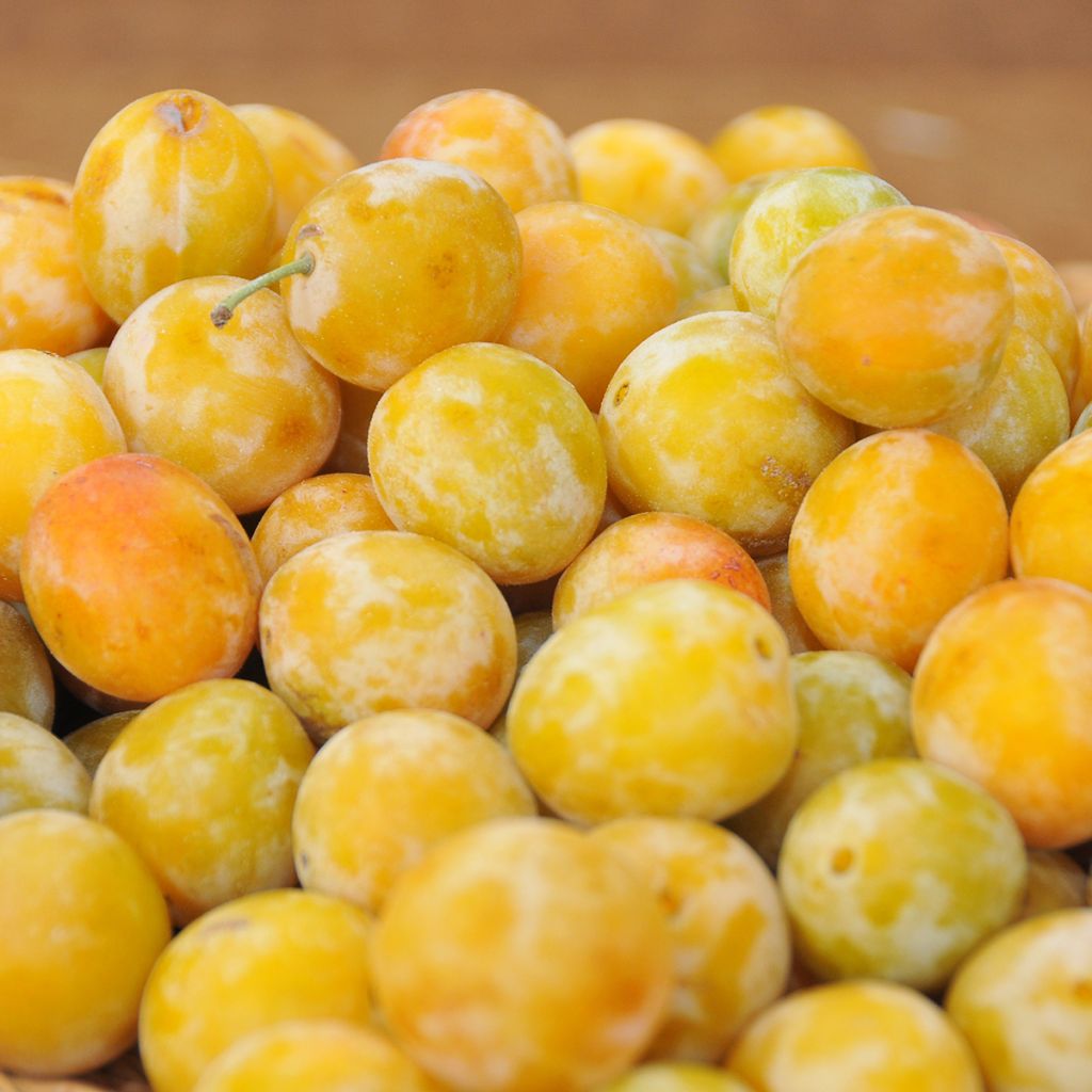 Pflaume Oullins Reneklode - Prunus domestica