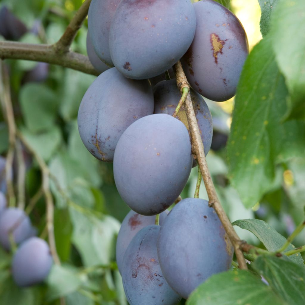 Pflaume Węgierka Dąbrowicka - Prunus domestica