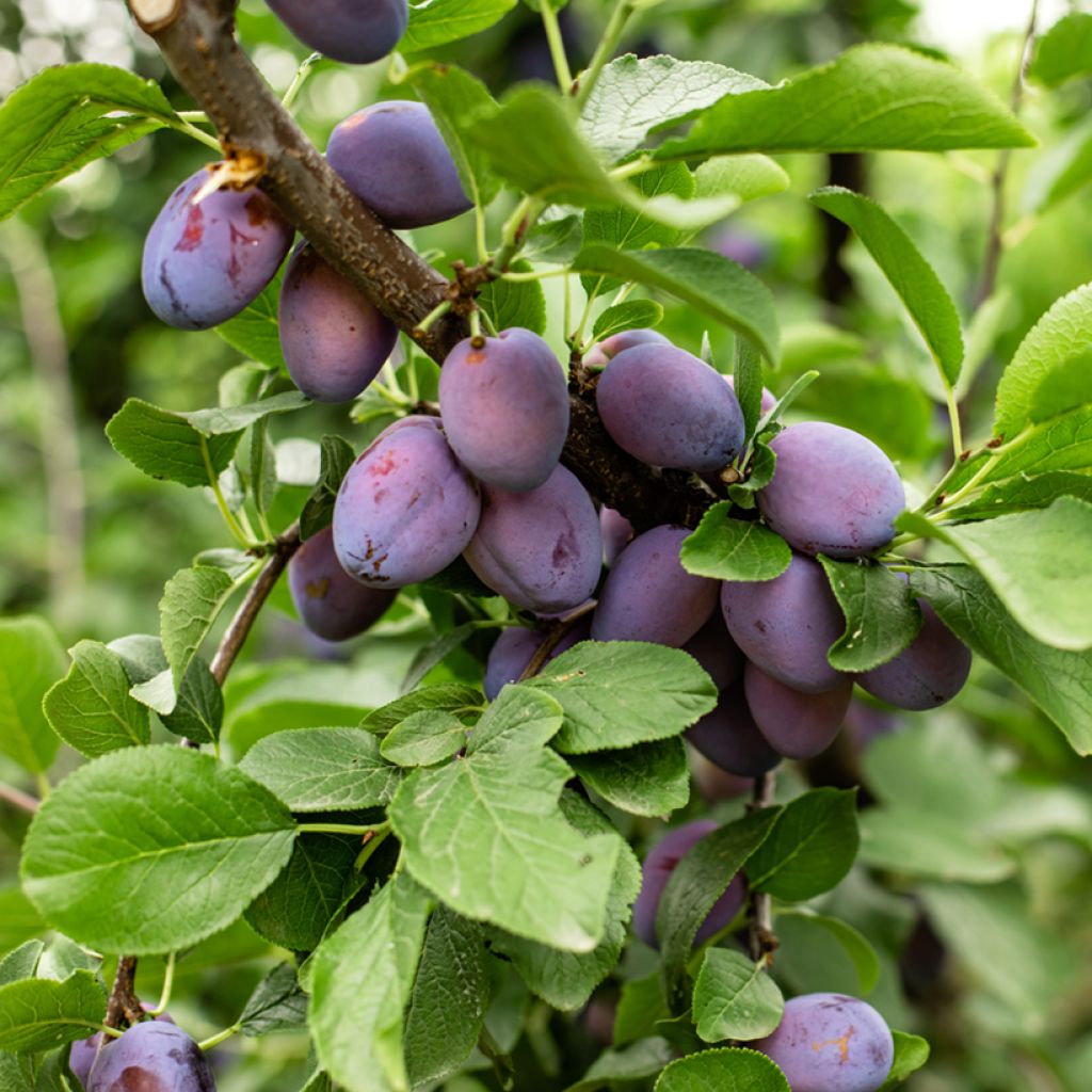 Pflaume Węgierka Zwykła - Prunus domestica