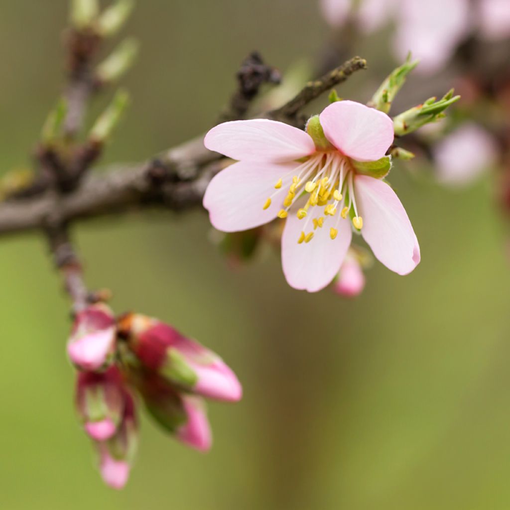 Mandelbaum Marcona - Prunus dulcis