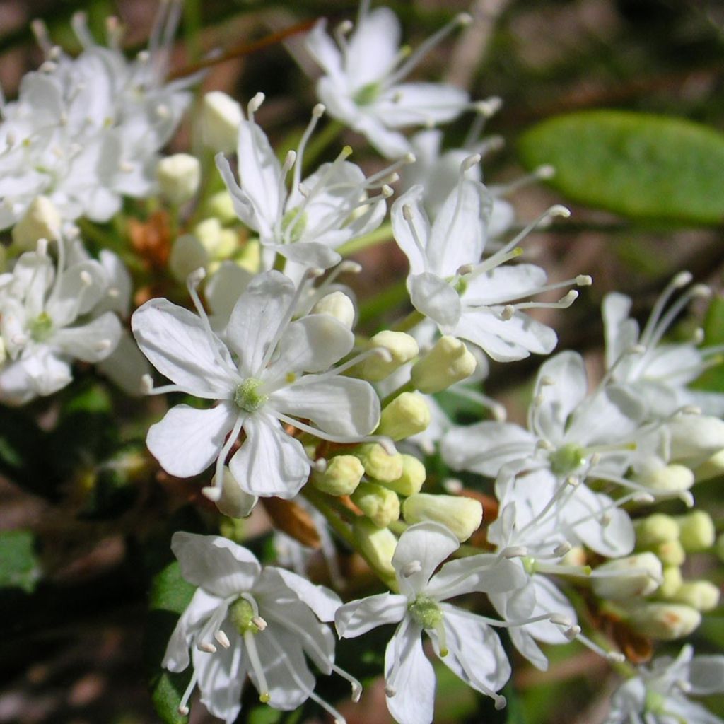 Kugelkirsche Umbraculifera - Prunus eminens