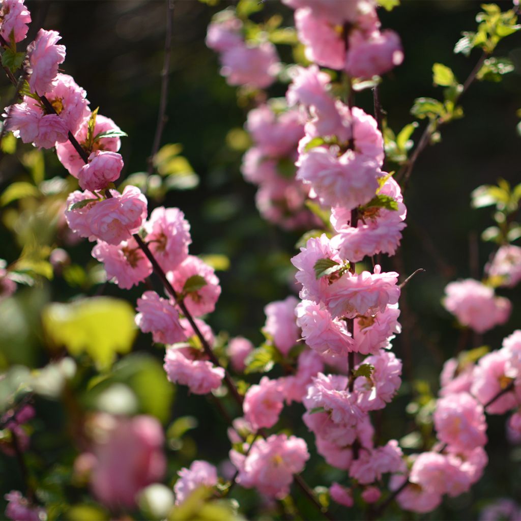 Drüsen-Kirsche Sinensis - Prunus glandulosa