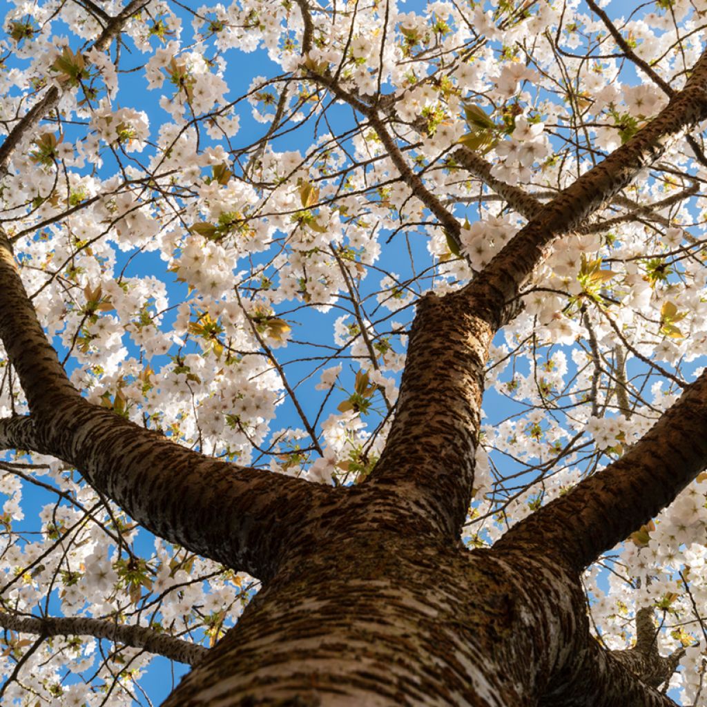 Zierkirsche Tai-haku - Prunus serrulata
