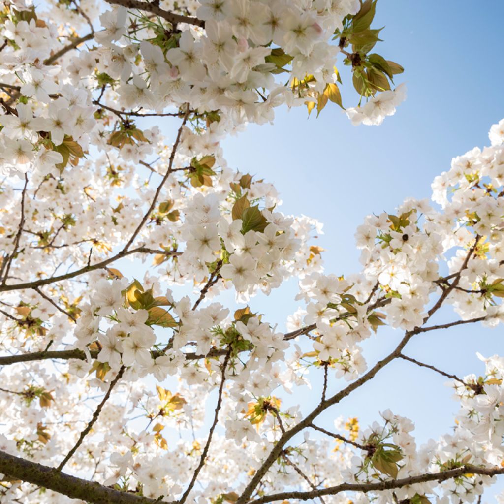 Zierkirsche Tai-haku - Prunus serrulata