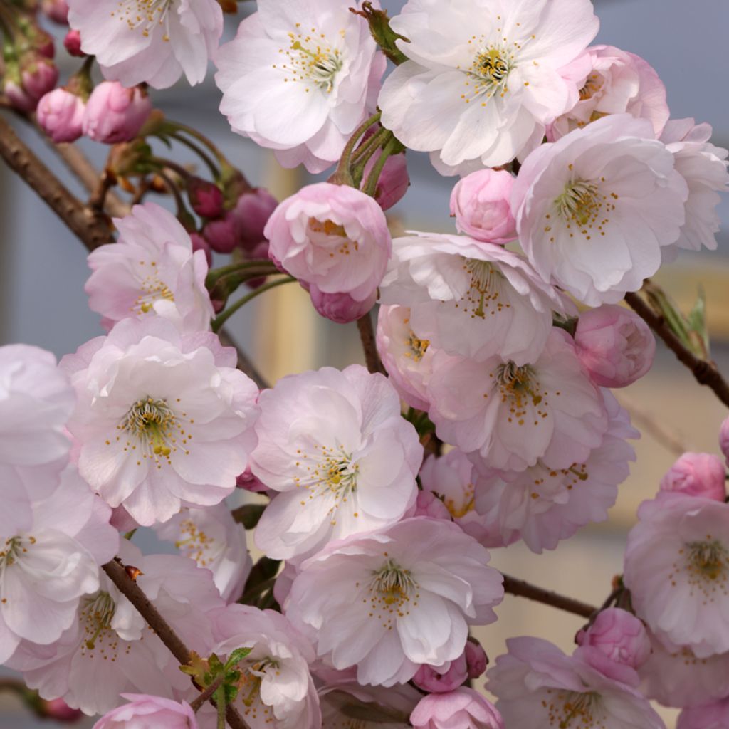 Zierkirsche Dahlem - Prunus subhirtella