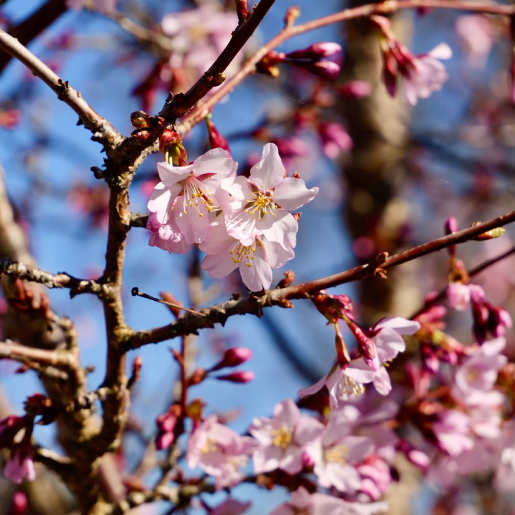 Kurilen-Kirsche Ruby - Prunus nipponica var. kurilensis