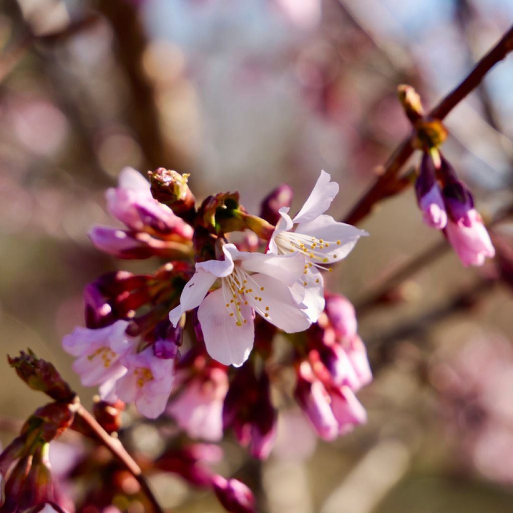 Kurilen-Kirsche Ruby - Prunus nipponica var. kurilensis
