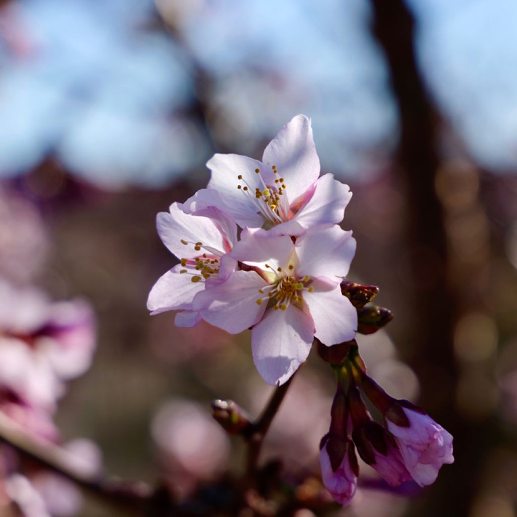 Kurilen-Kirsche Ruby - Prunus nipponica var. kurilensis