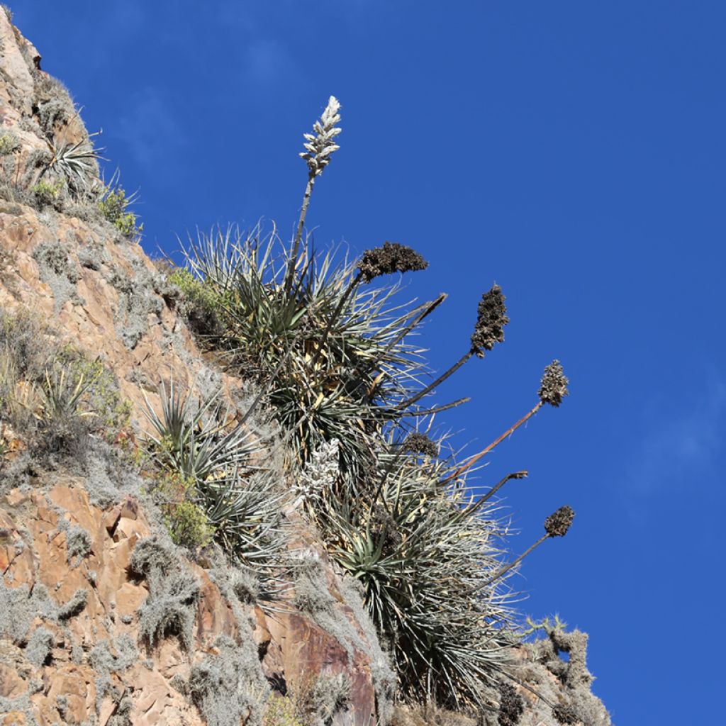 Puya weberbaueri