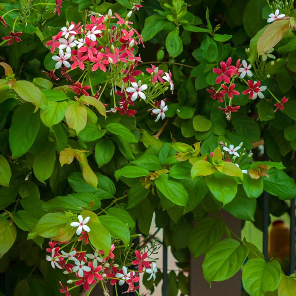 Quisqualis indica - Rangunschlinger