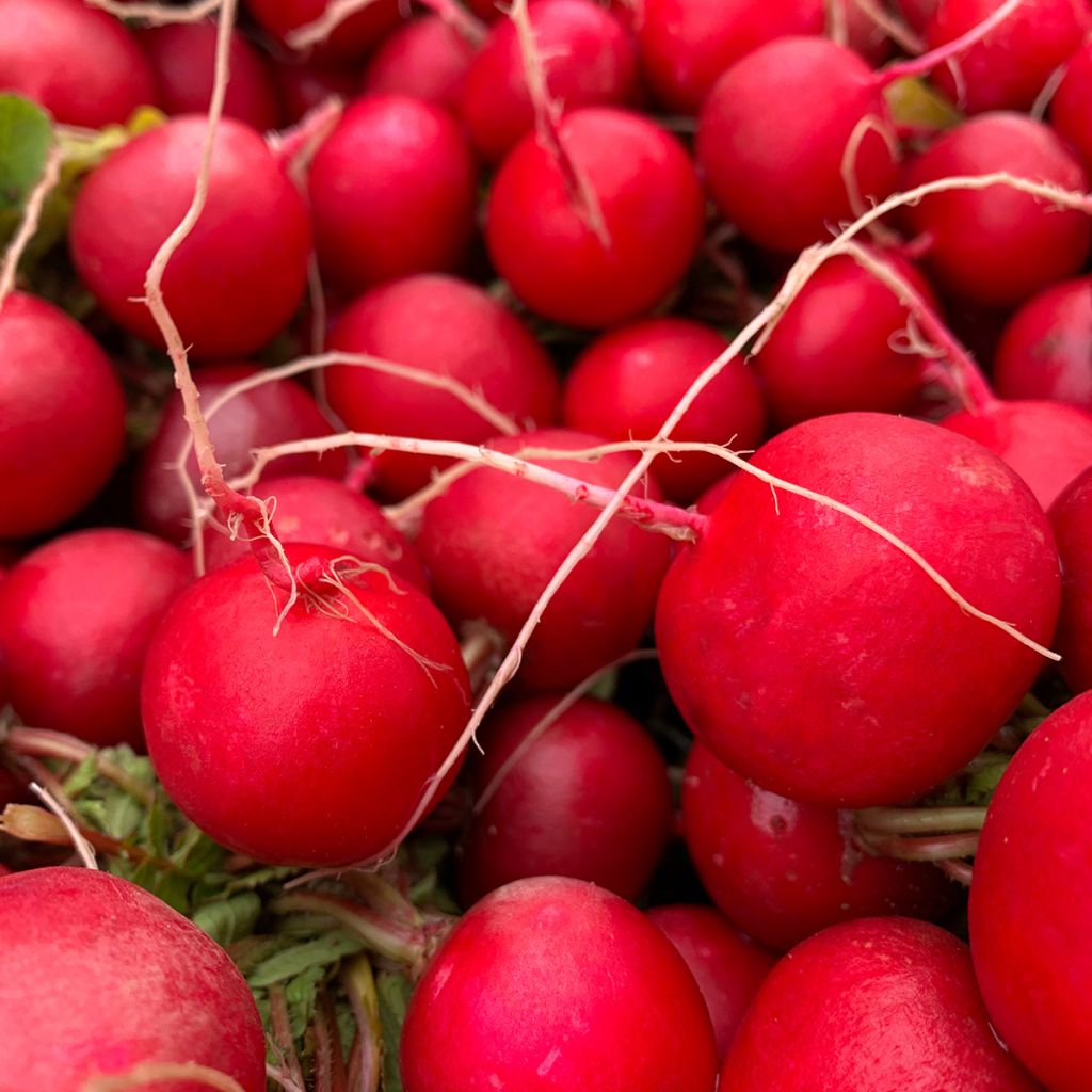 Rettich Cerise