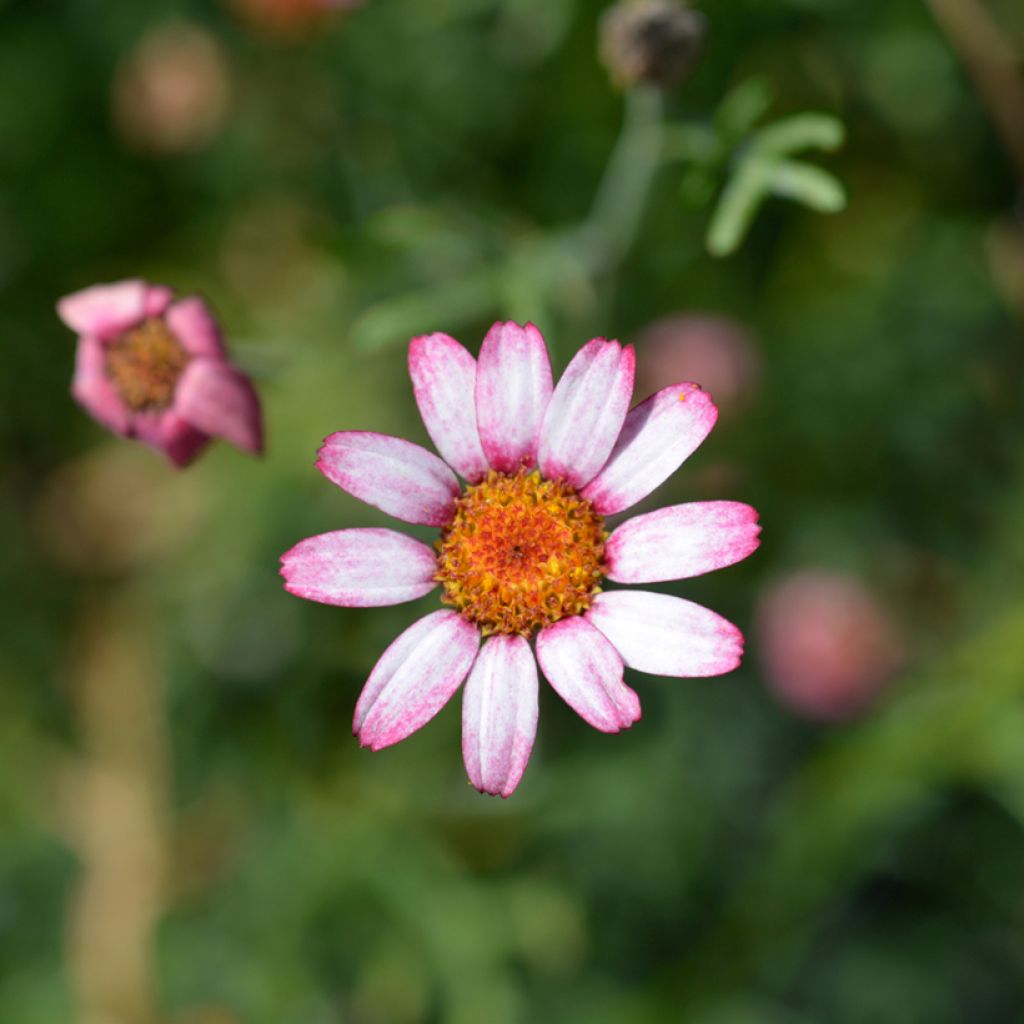 Rhodanthemum Marrakesh - Marokkanische Margerite