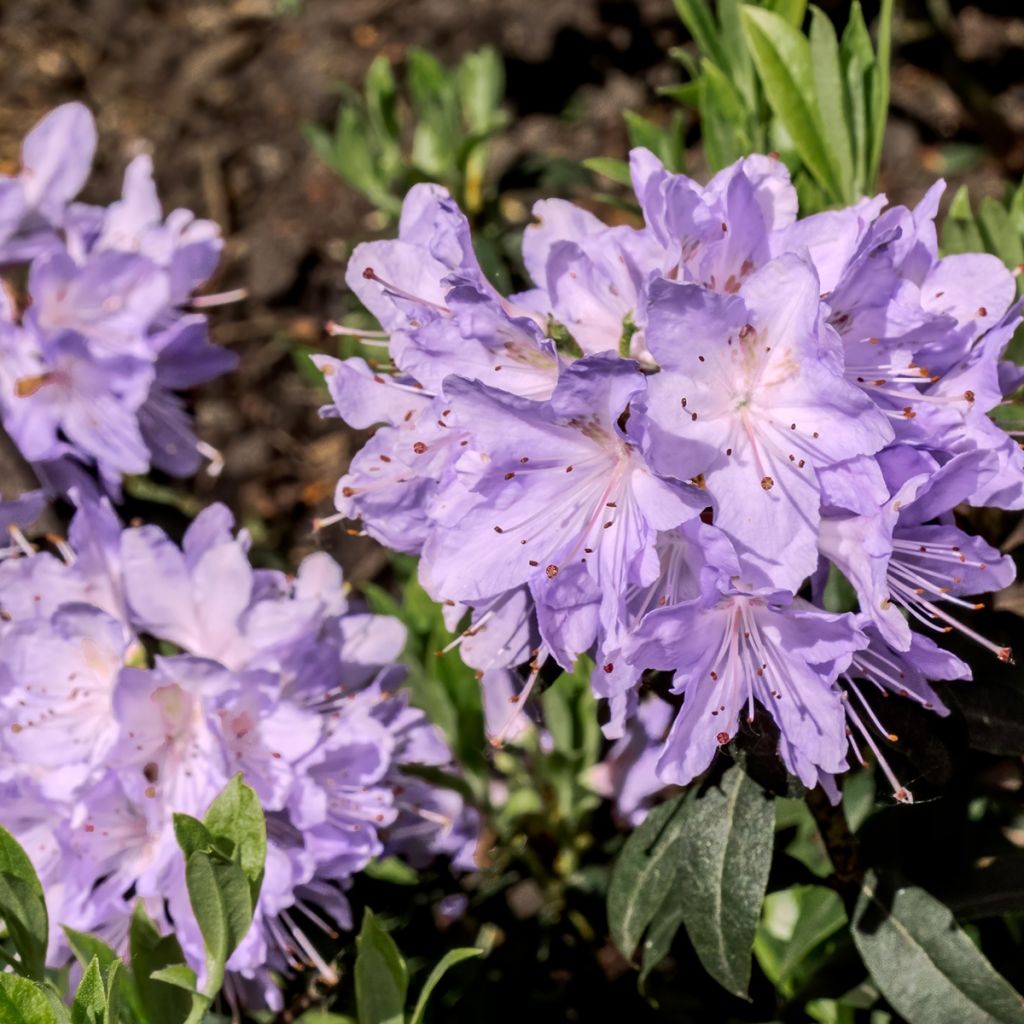 Rhododendron impeditum Ramapo - Zwerg-Rhododendron