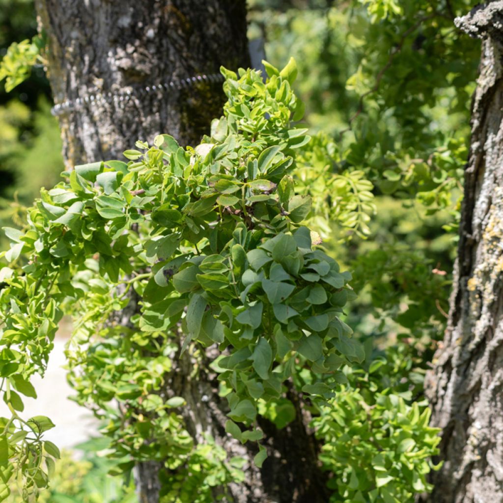 Robinia pseudoacacia Twisty Baby Lace Lady - Gewöhnliche Robinie