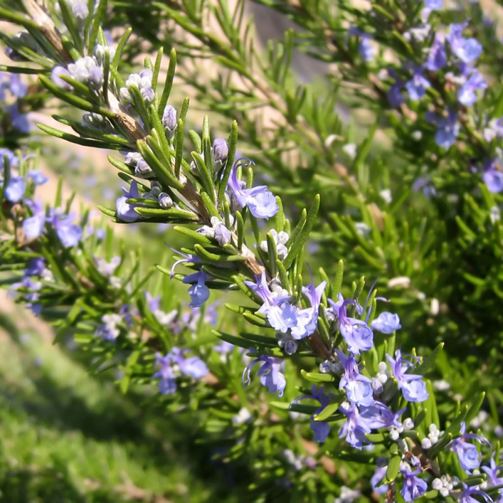 Rosmarin BIO (Samen) - Rosmarinus officinalis