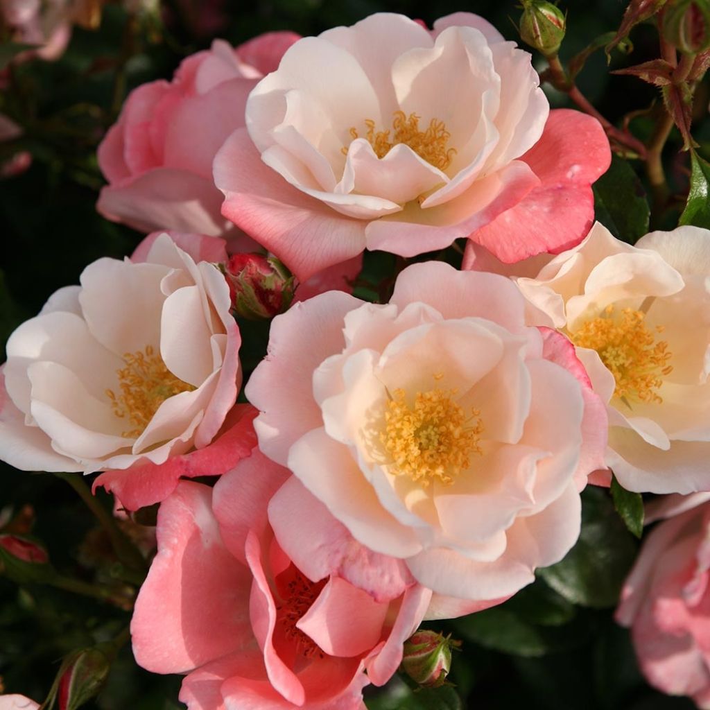 Rosa Nectar Garden Roseromantic - Beetrose