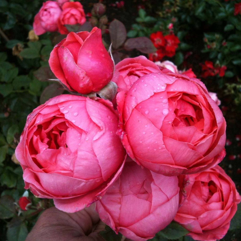 Rosa PARFUMA Princesse de Jardin Marie José - Beetrose
