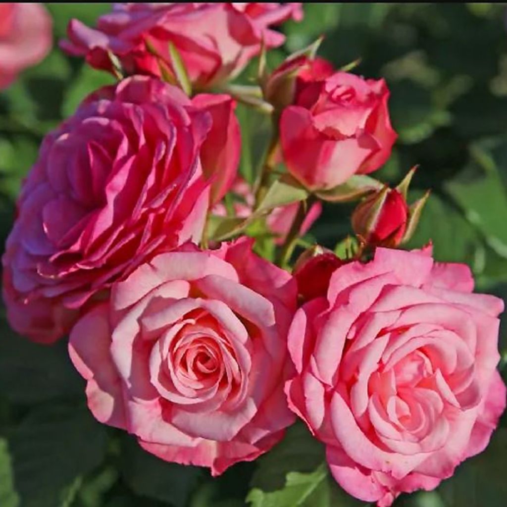Rosa PATIO ROSE Xenia Korpinka - Beetrose