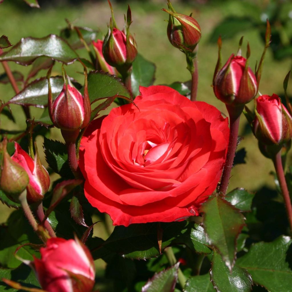 Rosa Rigo Rosen Princesse Disney - Rigo-Rose