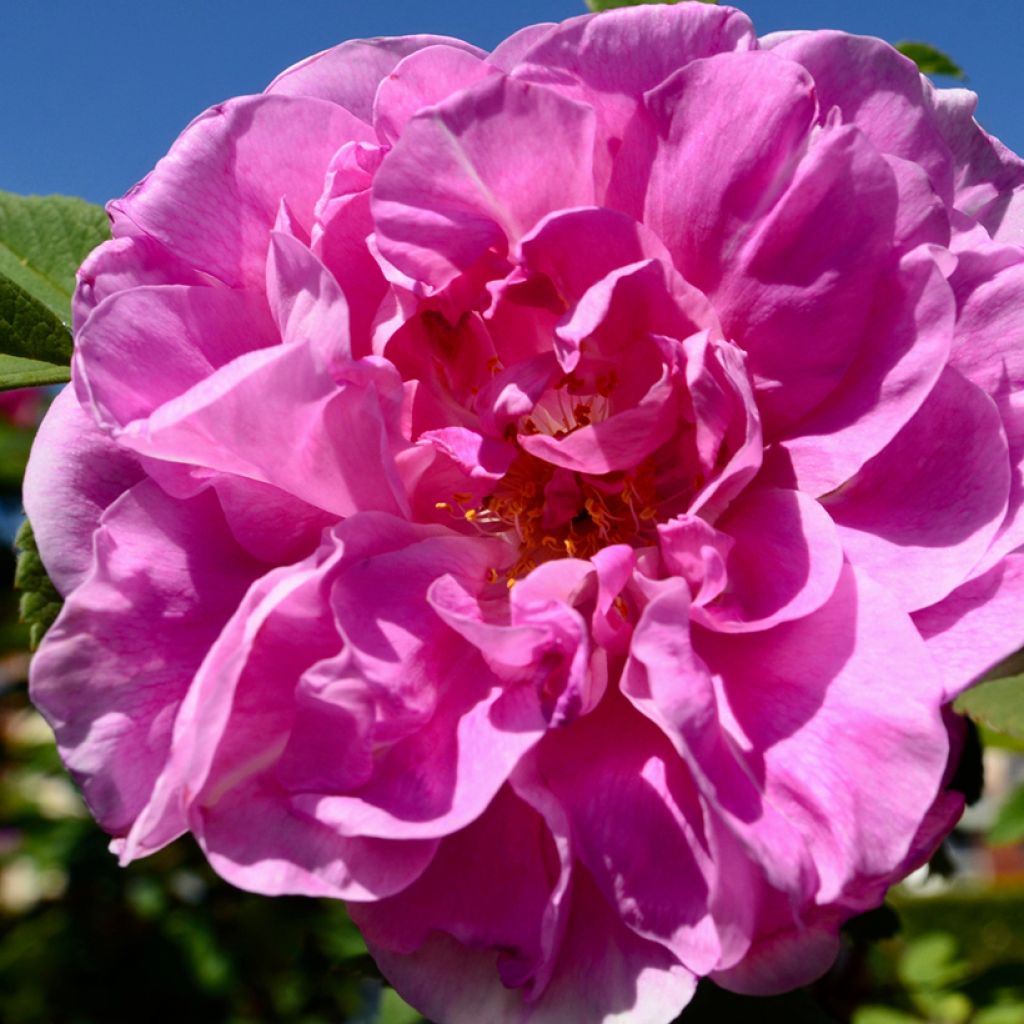 Rosa rugosa Thérèse Bugnet - Apfelrose
