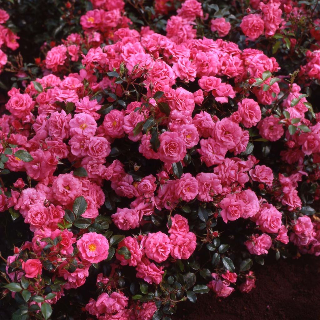 Rosa Urban Streetlight Rekord Pink Emely - Beetrose