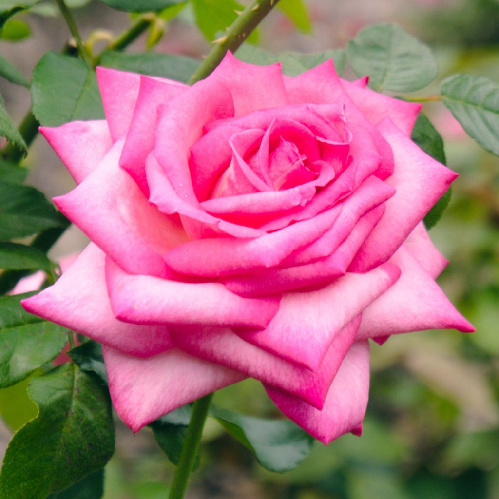 Rosa Wedding Bells - Edelrose