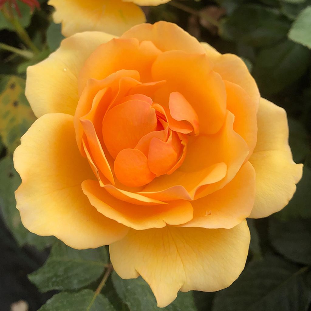 Rosa Amber Queen - Beetrose