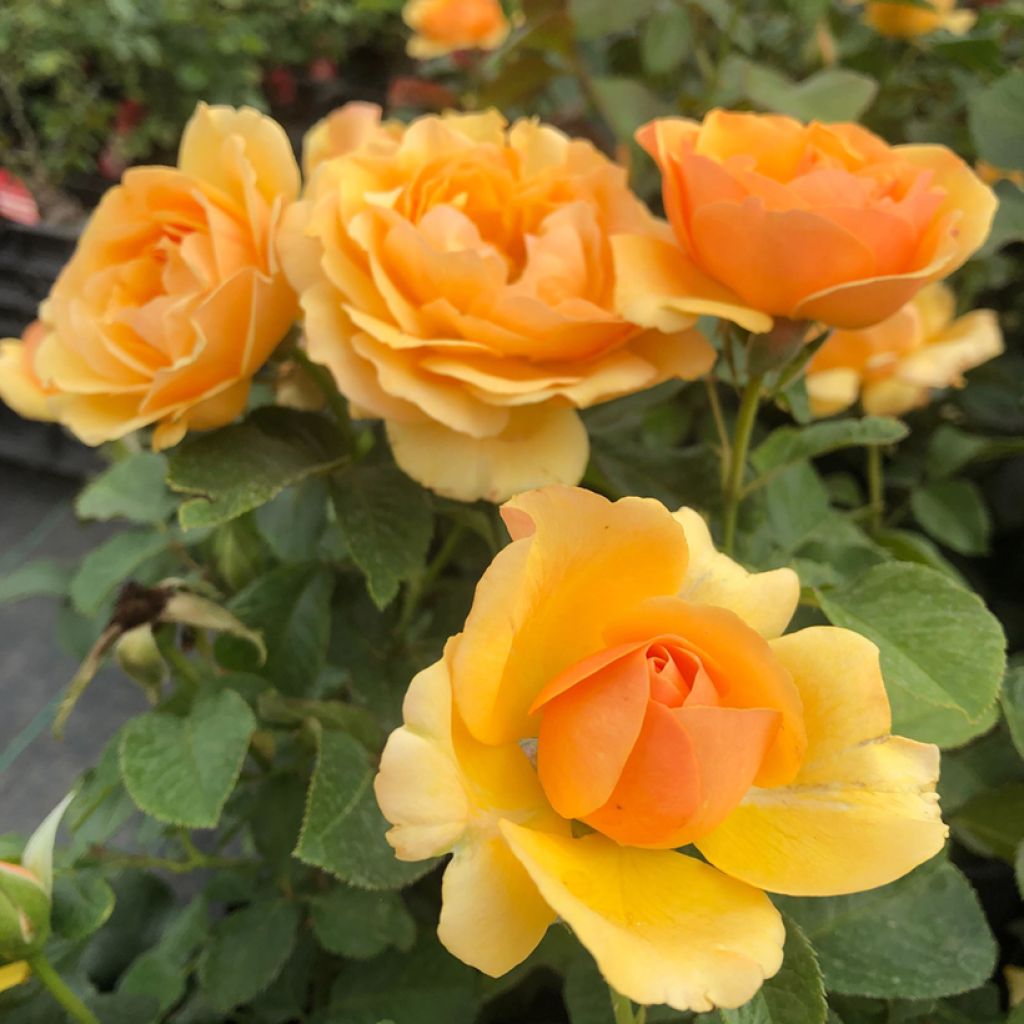 Rosa Amber Queen - Beetrose