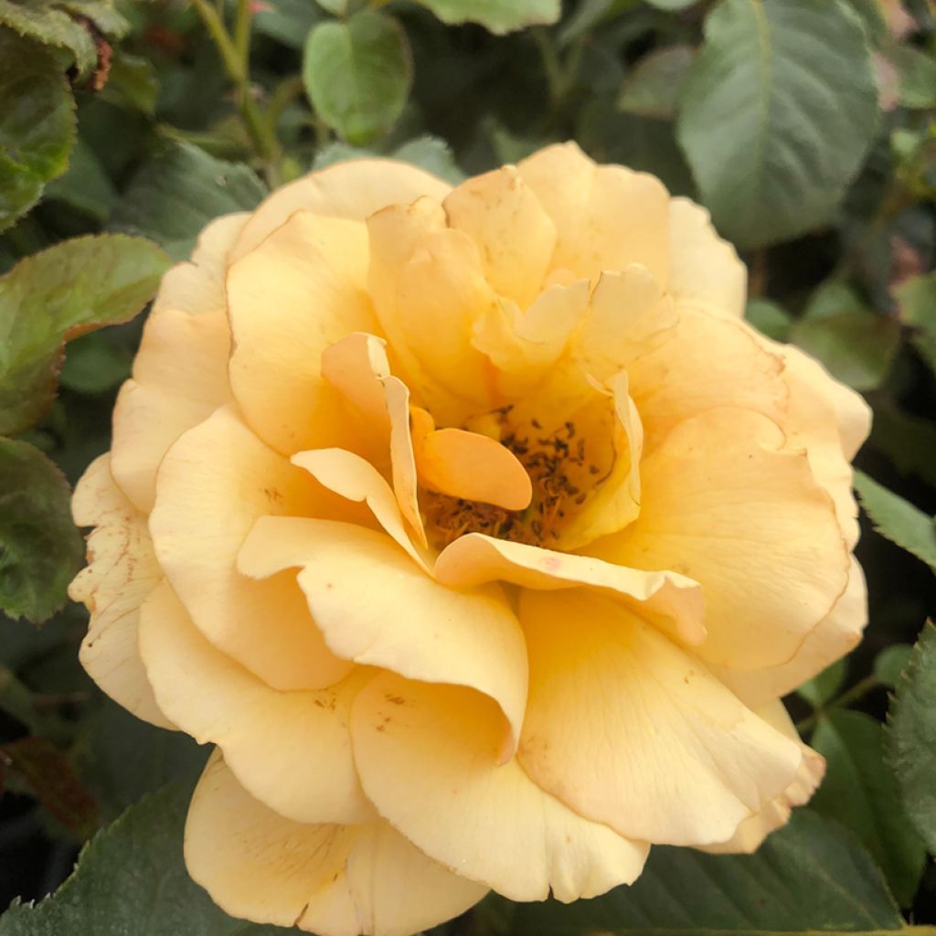 Rosa Amber Queen - Beetrose