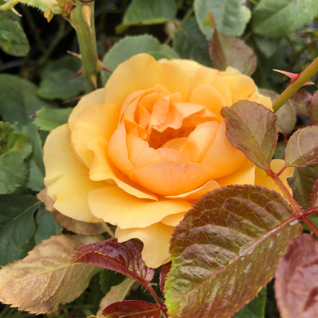 Rosa Amber Queen - Beetrose