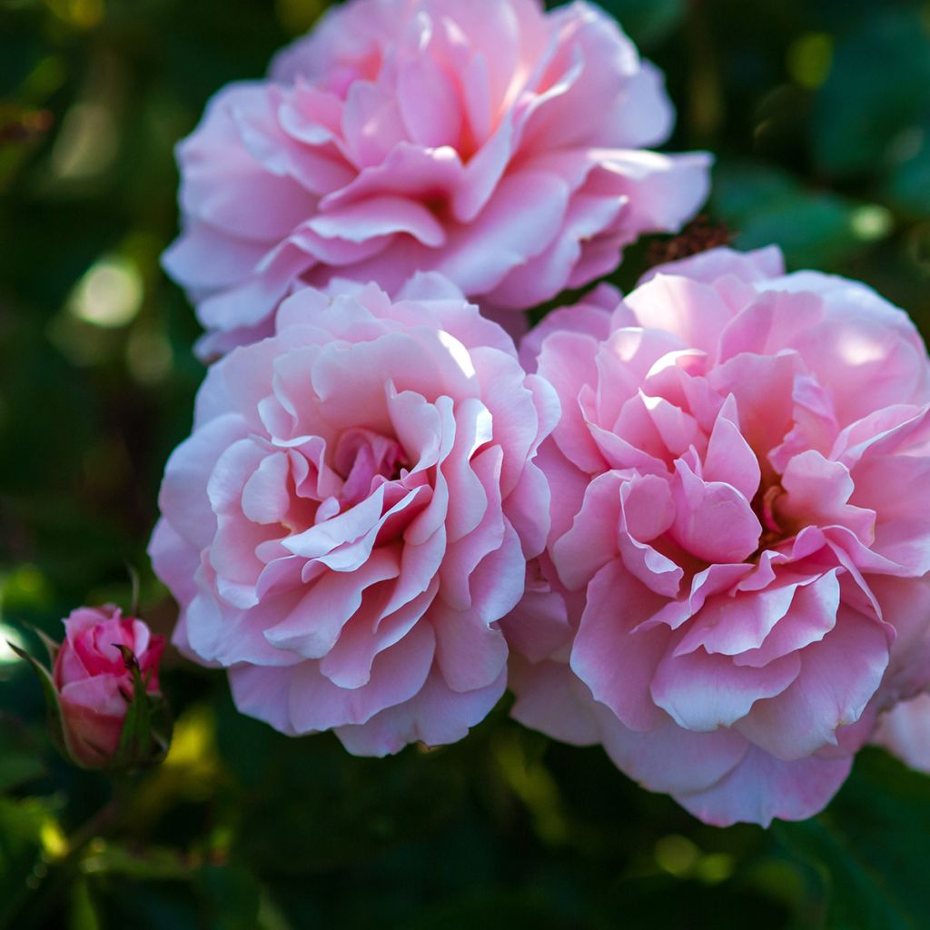 Rosa Botticelli - Beetrose