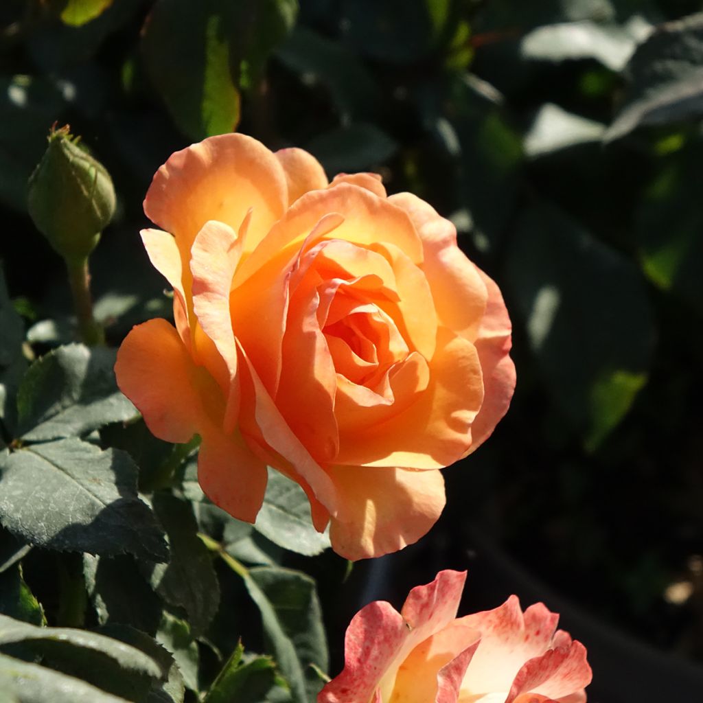 Rosa polyantha Message d'Espoir - Beetrose