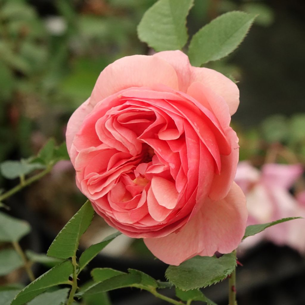 Rosa Park Abbey Rose - Beetrose