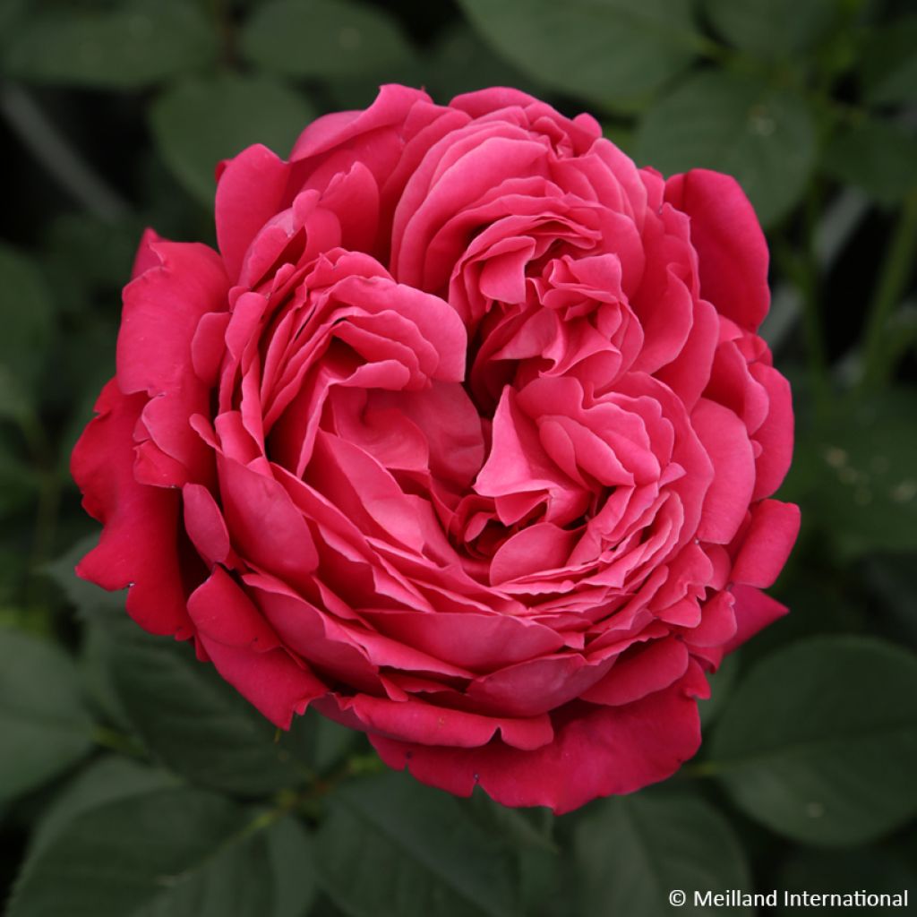 Rosa Alexandre Astier - Edelrose