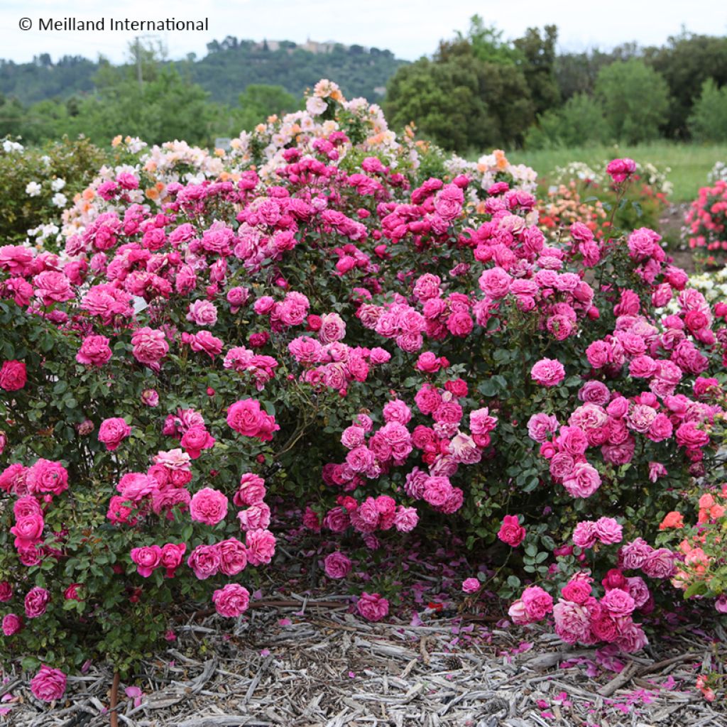 Rosa Alexandre Astier - Edelrose