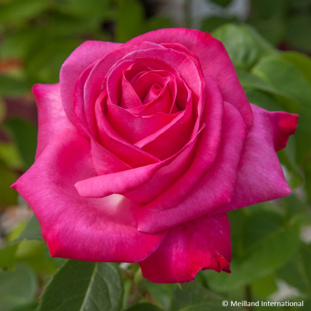 Rosa Caprice de Meilland - Edelrose