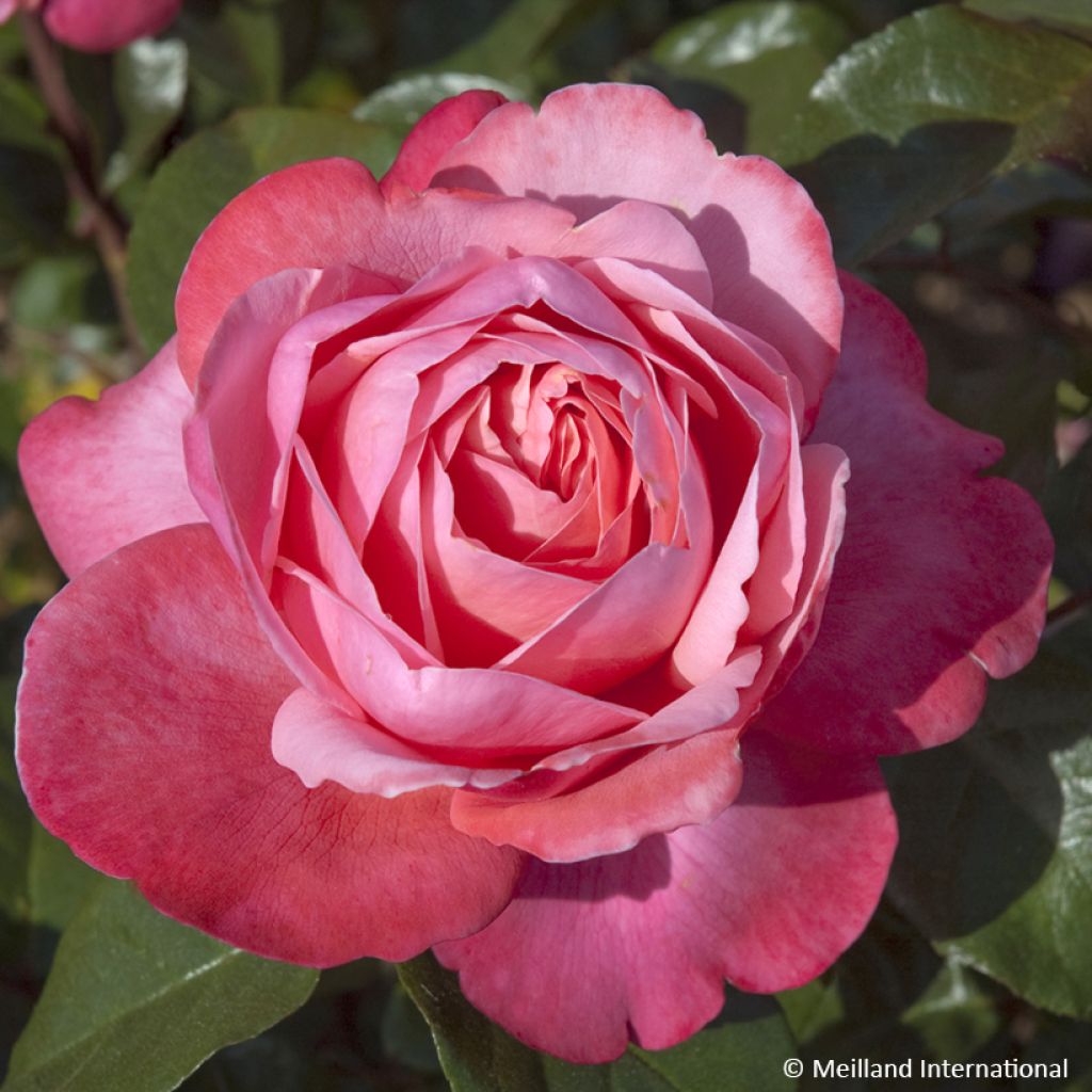 Rosa Drakkar - Edelrose