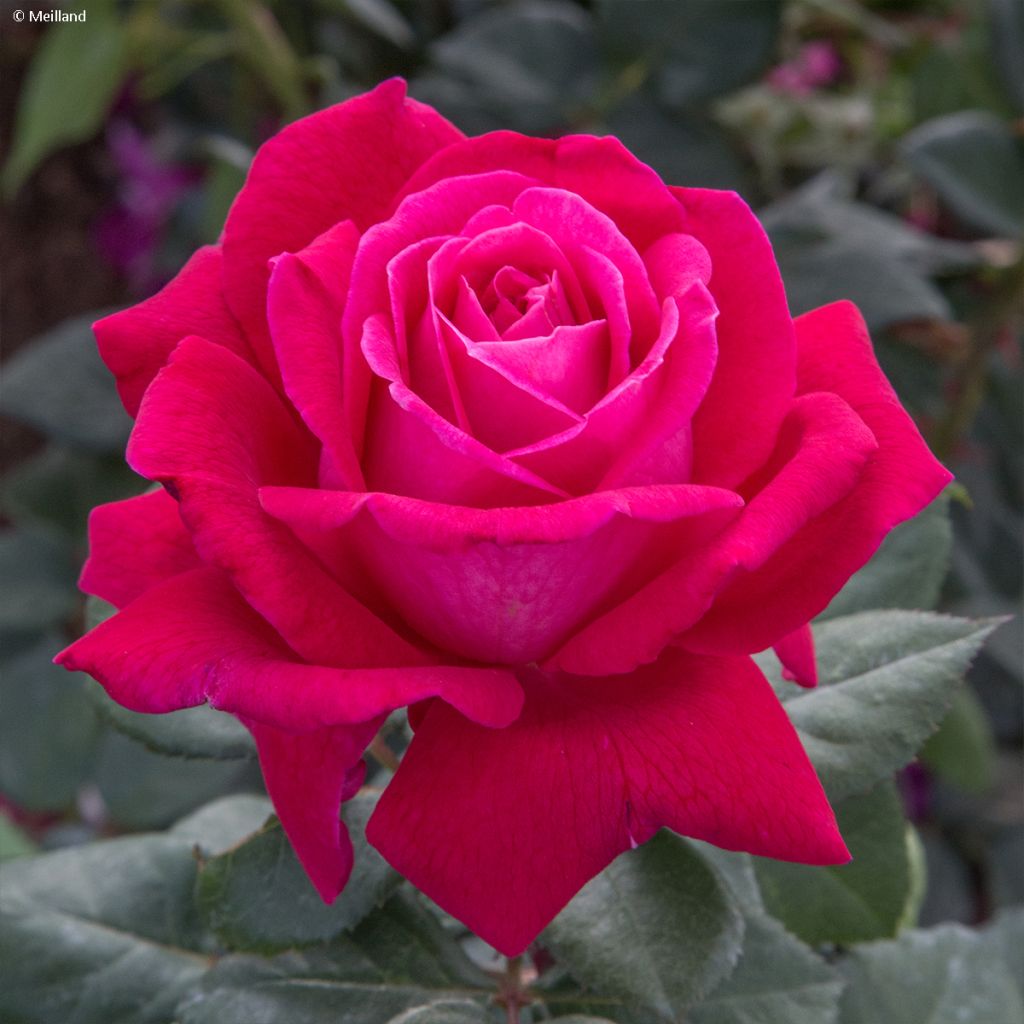 Rosa Elégance Française - Edelrose