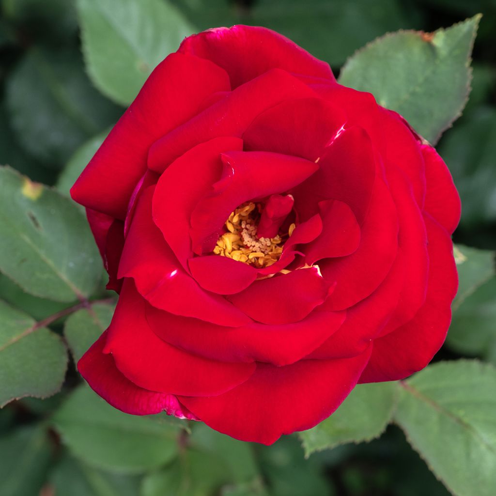 Rosa Mister Lincoln - Edelrose