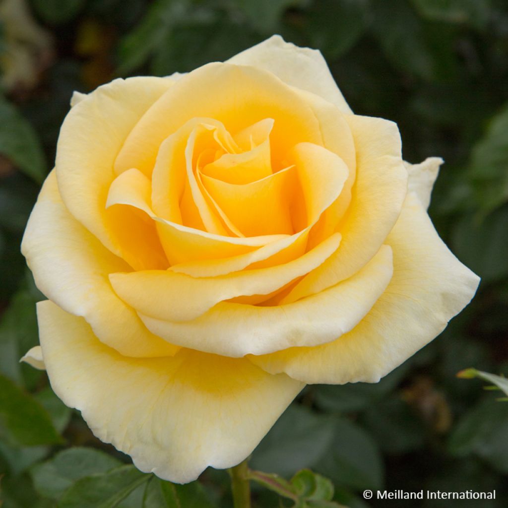 Rosa Raffaello - Edelrose