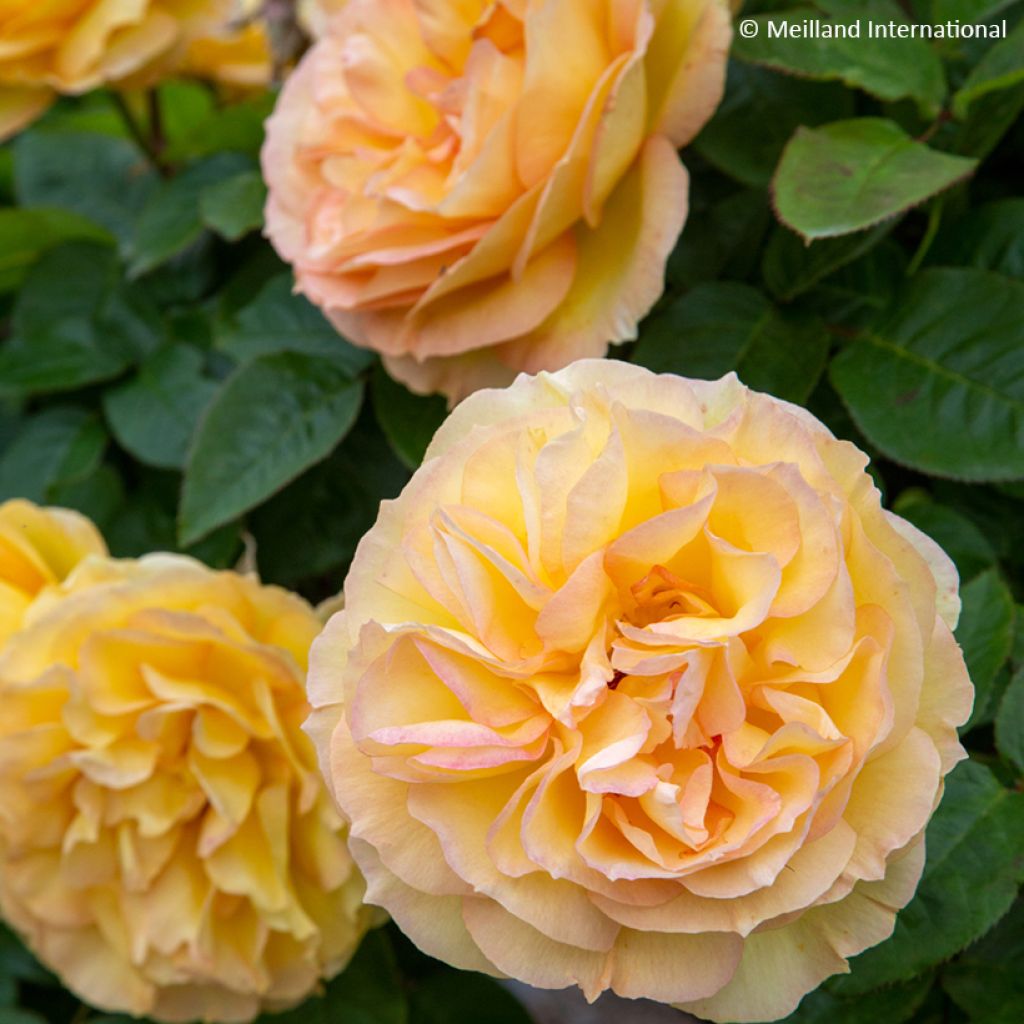 Rosa Summertime - Edelrose