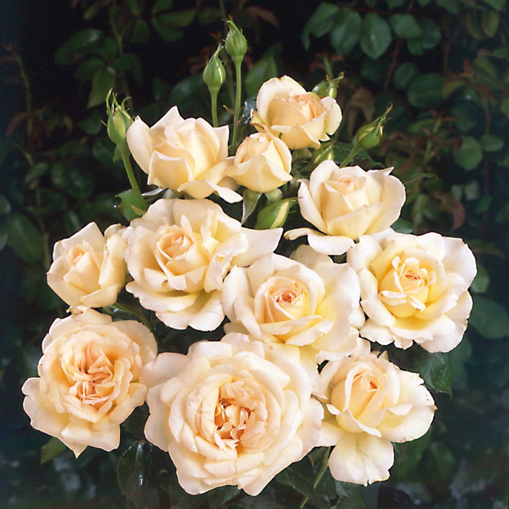 Rosier à grandes fleurs Sweet Love®