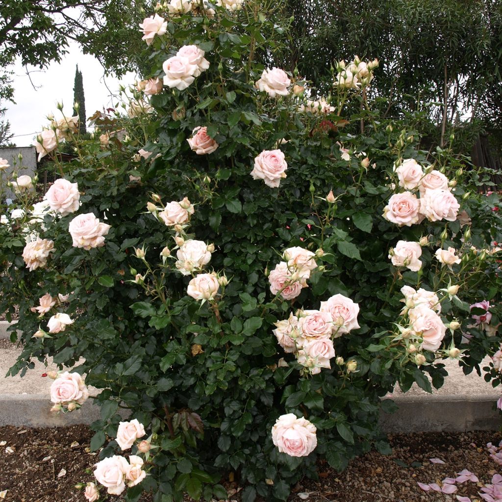 Rosier à grandes fleurs Sweet Love®