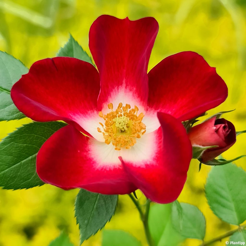 Rosier à patio Everglow Ruby